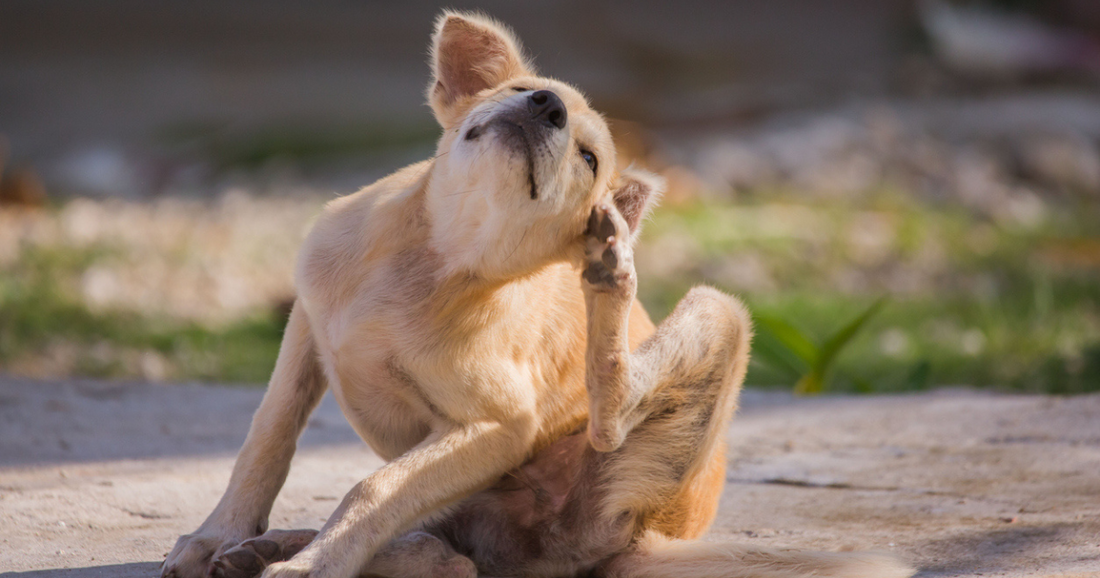 A dog scratching his ears. Is it lice?