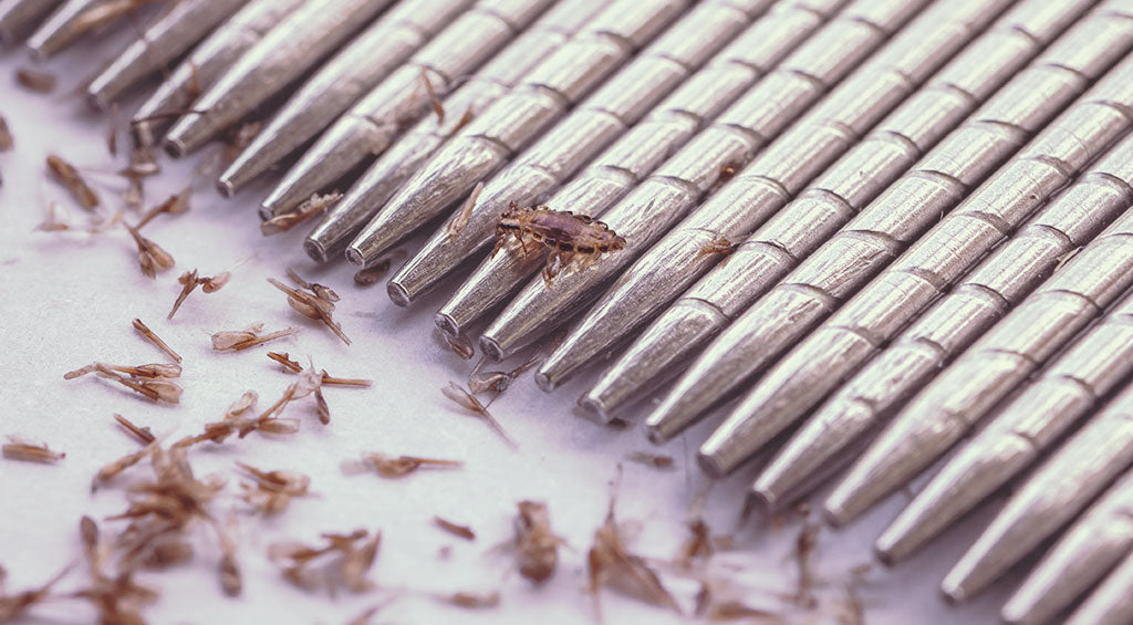 How to Properly Comb for Lice and Nits