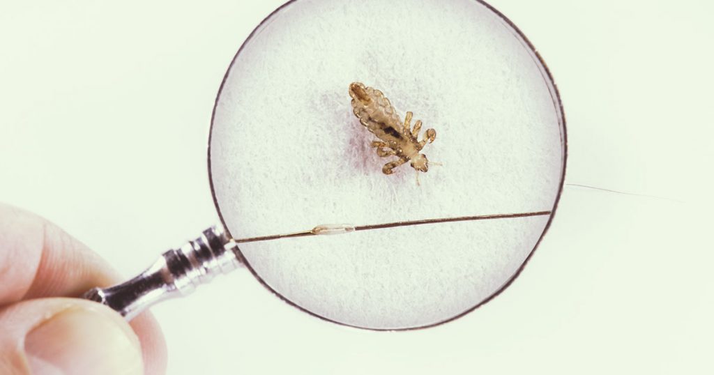 Lice Eggs, Nits, Nymphs & Adults: FAQ – Hair Fairies